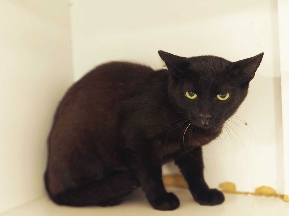 Попелюшка — сором’язлива і трепетна милашка (1 рік, кішка)