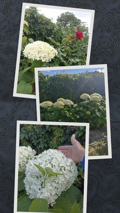 Działka ROD "Kormoran" w Giżycku