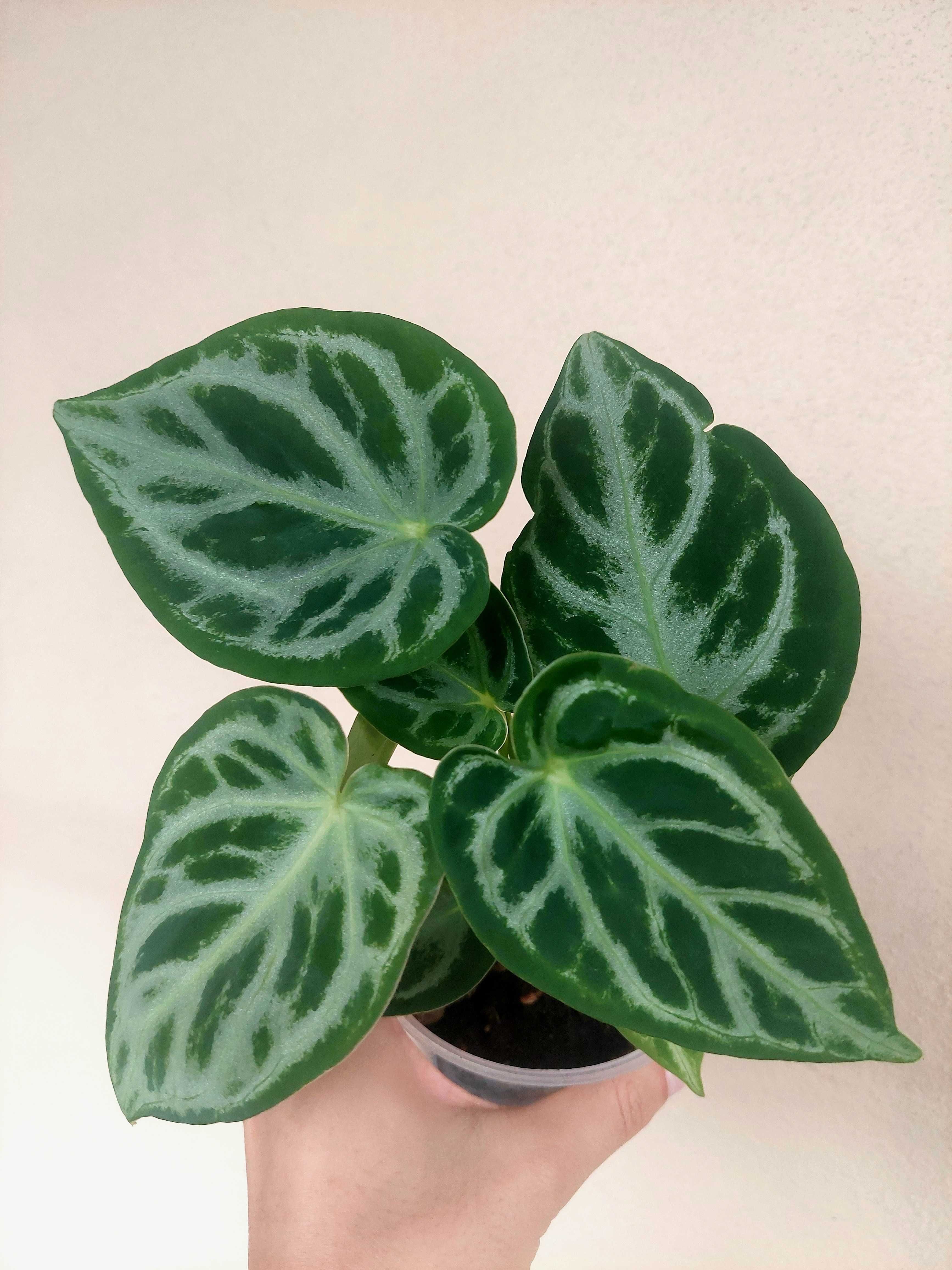 Planta Anthurium crustallinum 'Silver Blush'