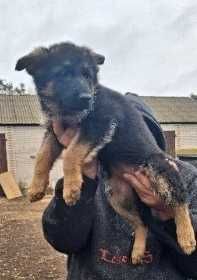 Owczarek niemiecki długowłosy suczka