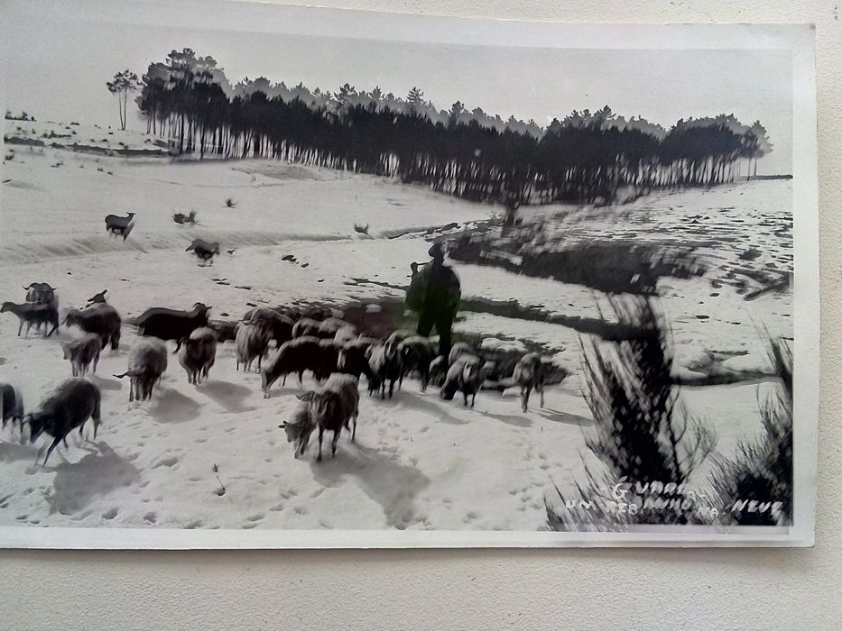 Lote de postais variados antigos