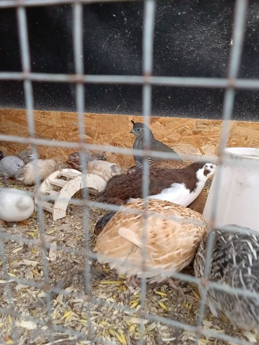 Przepiór kalifornijski