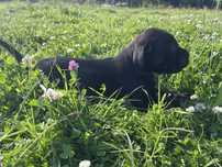 Suczka cane corso już odbiór, pochodzenie FCI