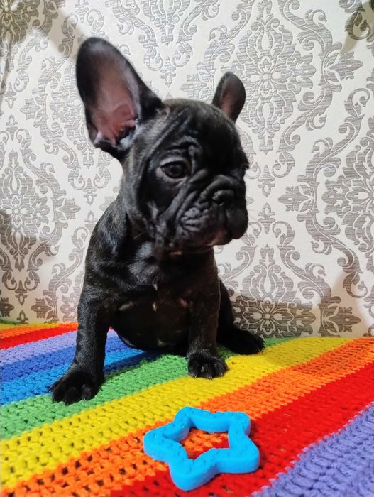 Французький бульдог