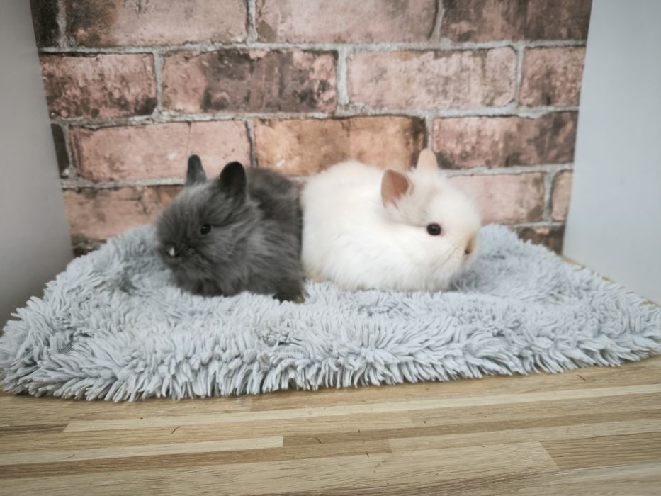 Króliczki rasy Karzełek Teddy mini króliki metryka