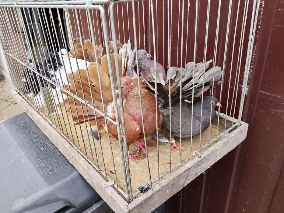 Pawiki różne kolory