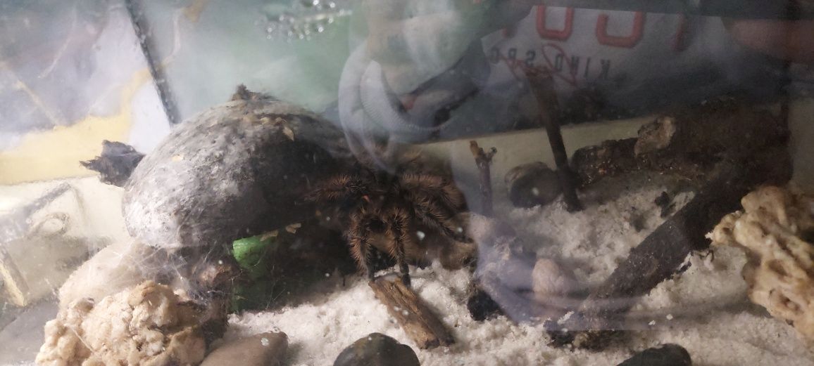 Vendo tarantula + aquário