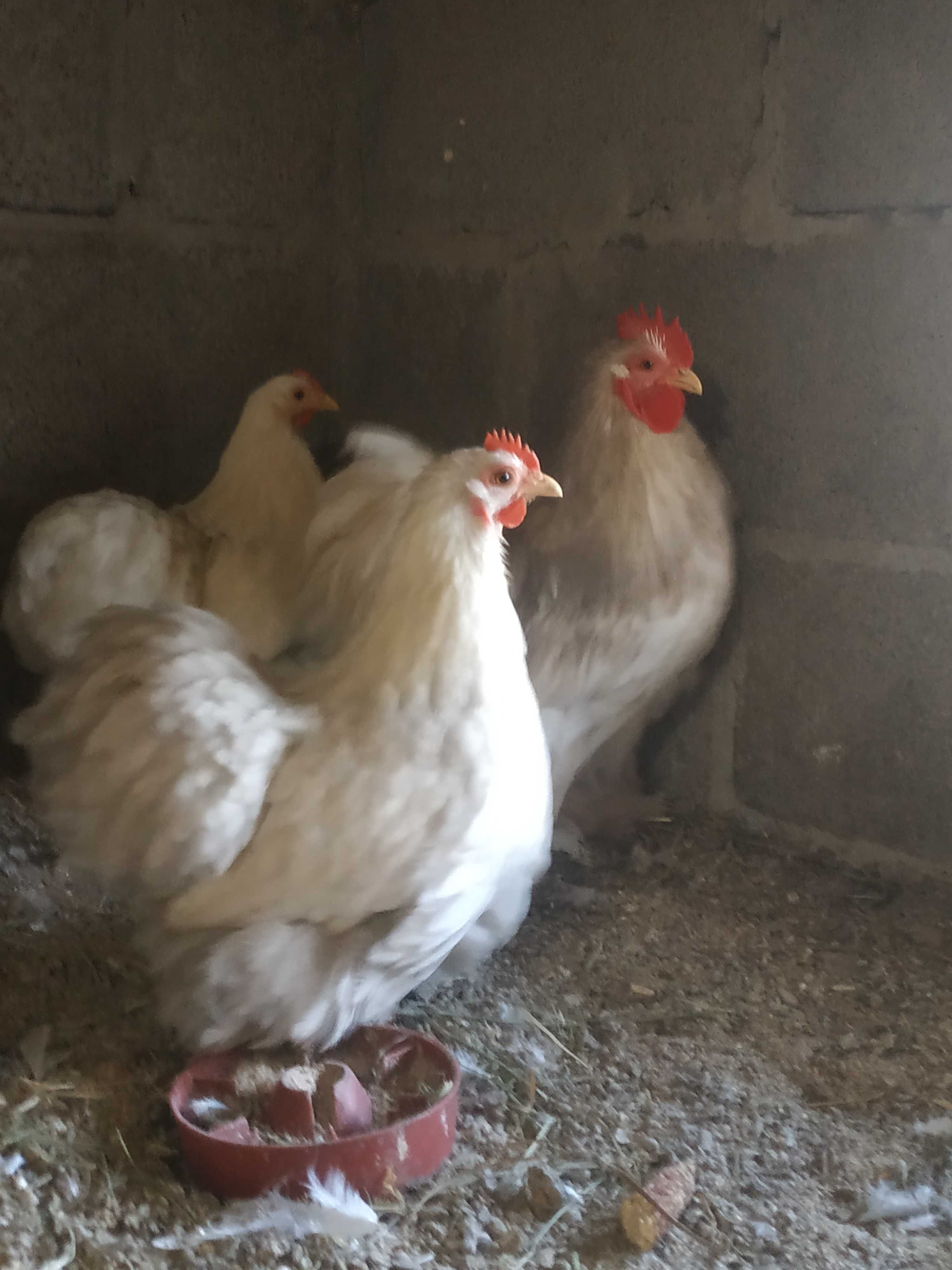 Продам яйце Кохінхін карликовий