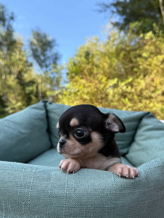 Chihuahua krótkowłosy
