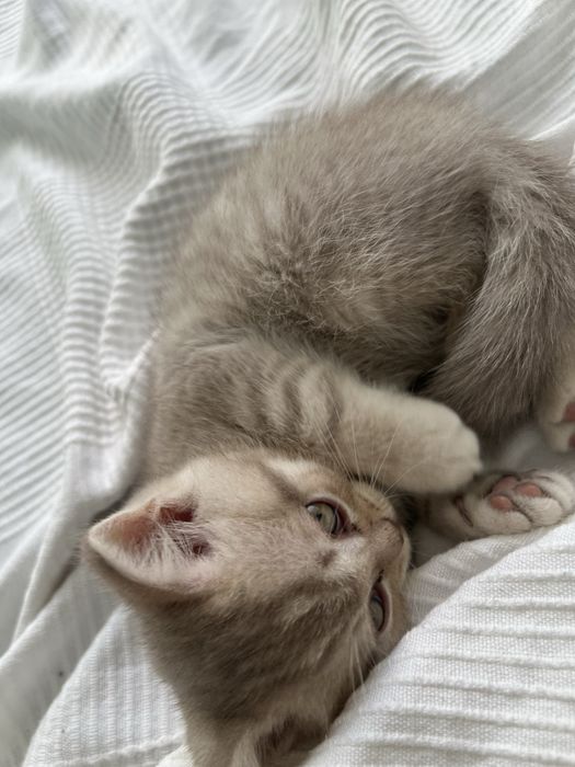 Хлопчик Шотландське прямовухе кошеня