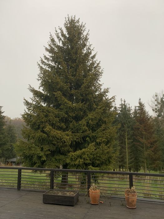 Choinka świerk 17-20 m