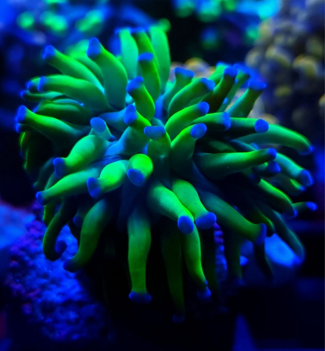 Euphyllia Paraancora Green 1/4H koralowiec akwarium morskie koralowce