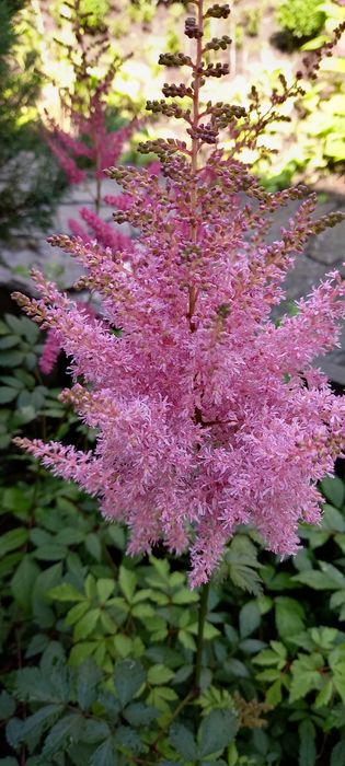 Хаутюнія кампсис ліана Гортензія  хоста бадан заячі вушка аконіт м'ята