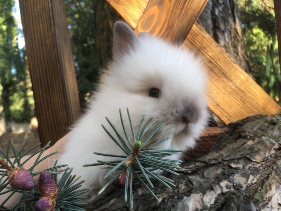 Królik miniaturka króliczek baranek mini lop karzełek teddy lewek