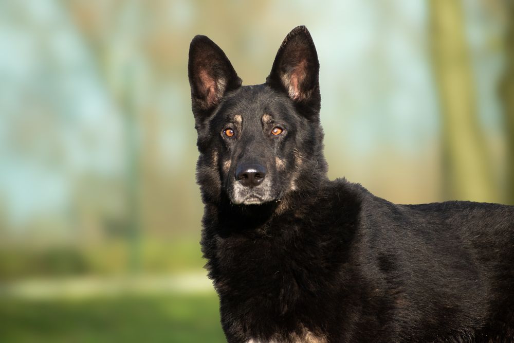 OTOZ TCZEW - KAZAN - szuka domu!