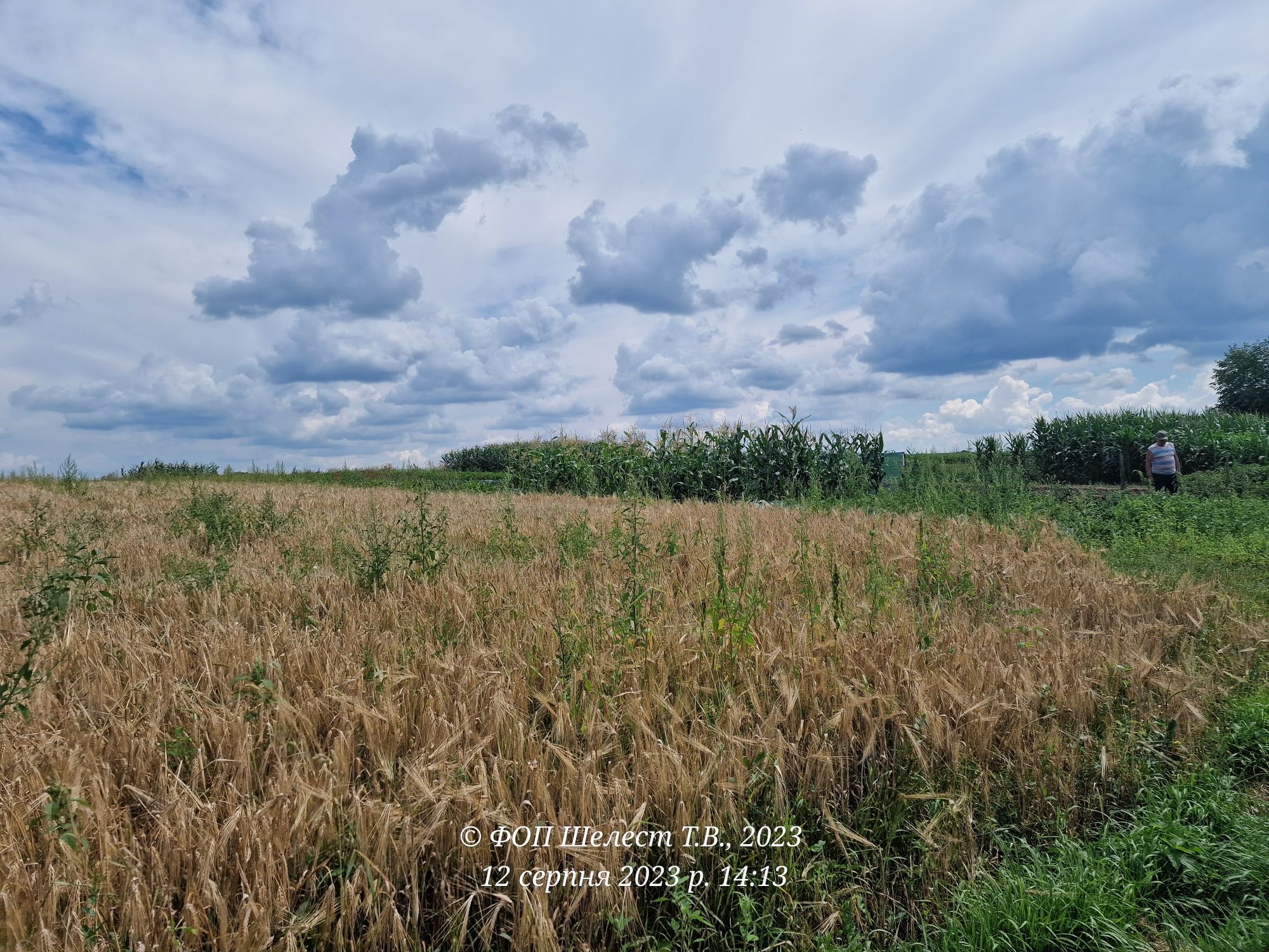 Село Кривошиїнці продаж будинку,  дачі