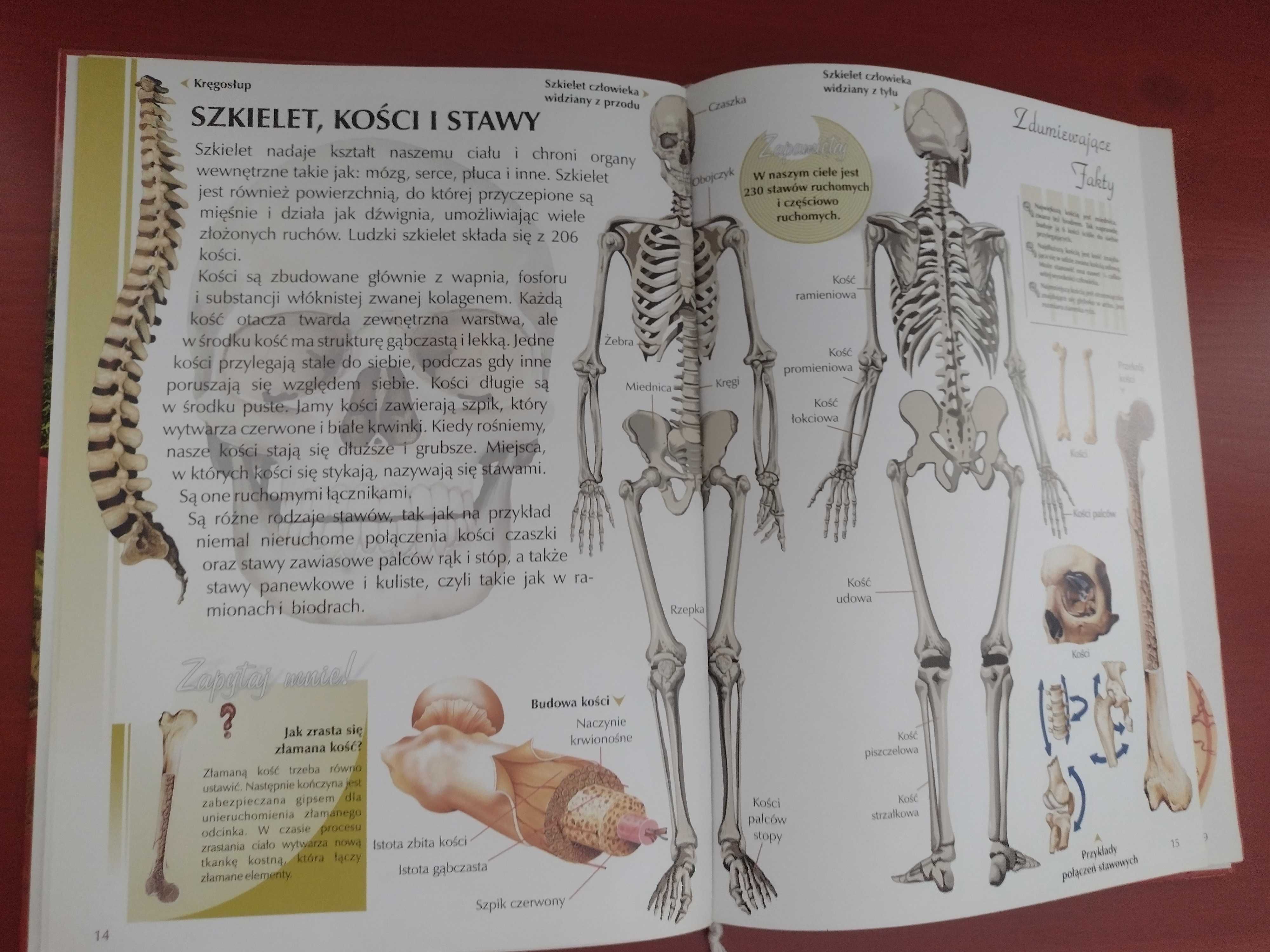 Książka Wszystko co warto wiedzieć o ludzkim ciele