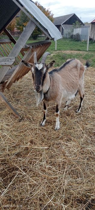 Sprzedam kozy, kózki i koziołki