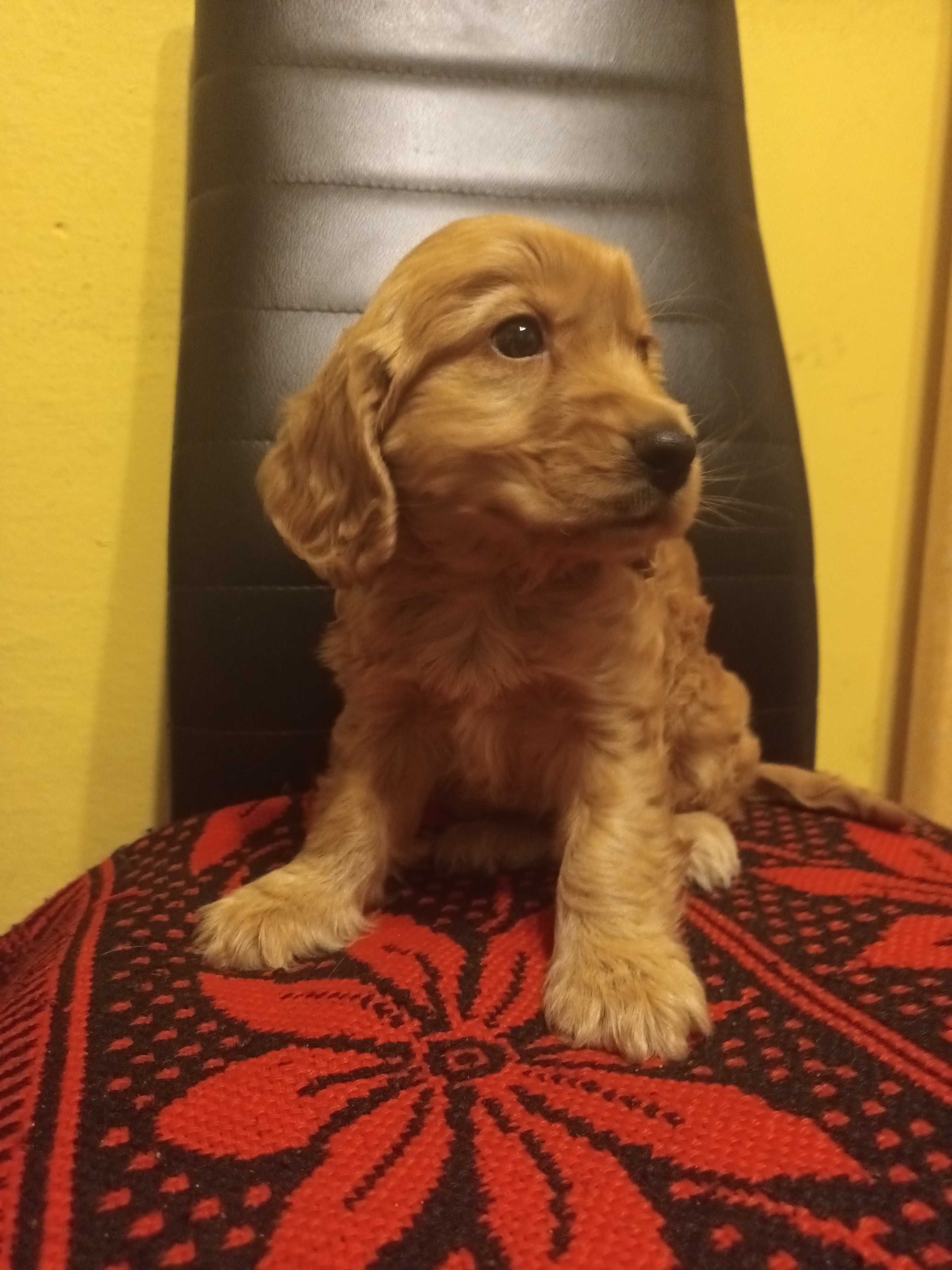 Cocker spaniel szczeniak gotowy do odbioru
