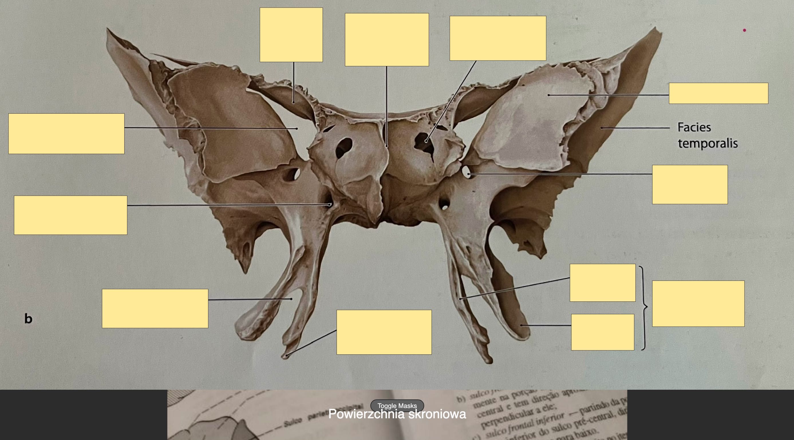 Fiszki ANATOMIA GIS - zdjęcia (Łacina + Polski!)