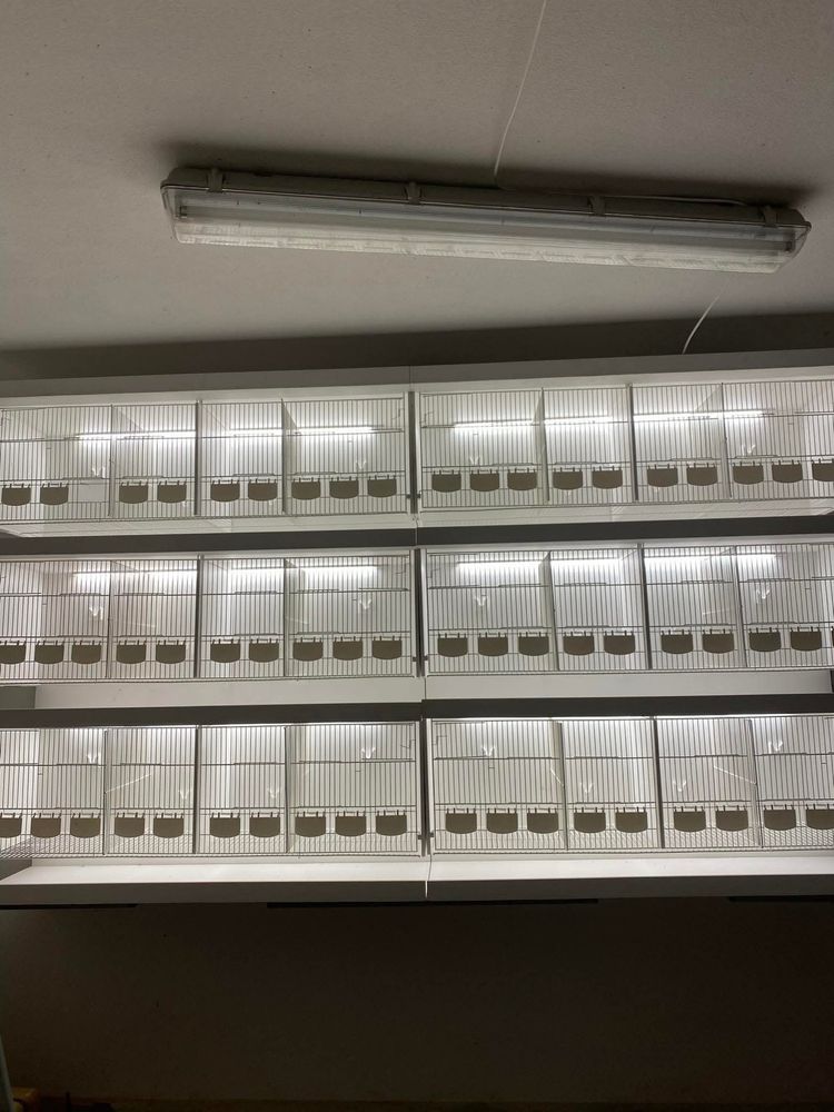 Gaiolas de criacao de pequeno porte