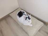 Котик Сніжок (Снічик)
