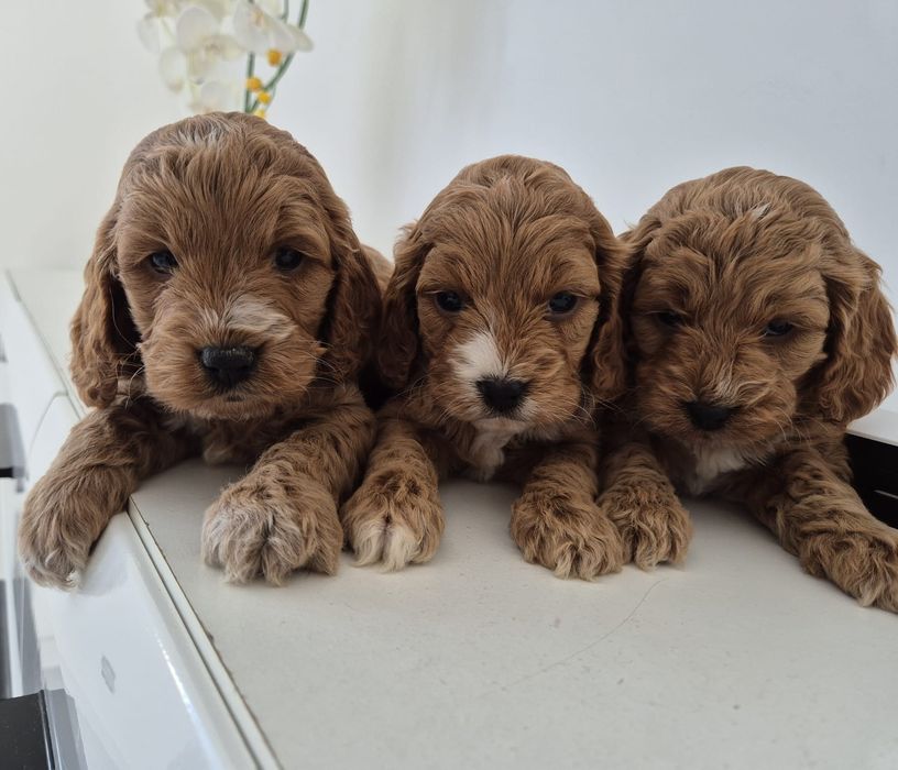 Cockapoo f1 Cocker spaniel - Pudel