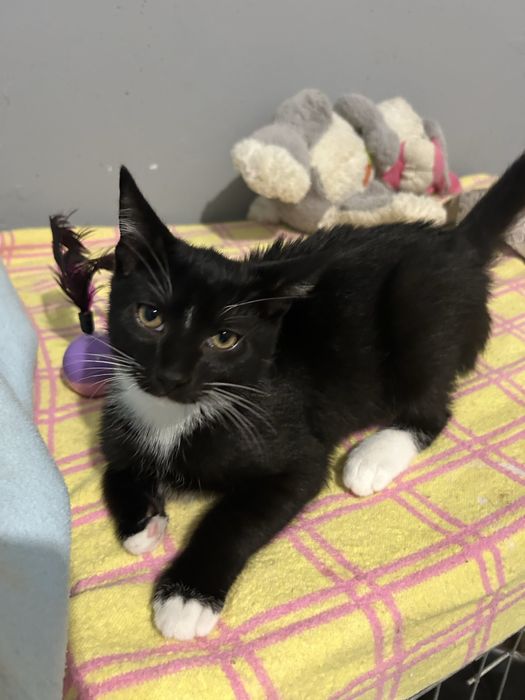 Piekne male kotki szukaja domu