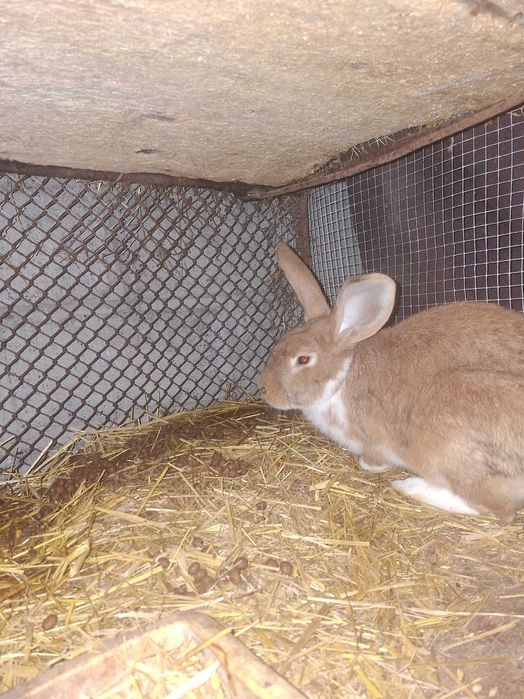 Samiec około 7 miesięcy