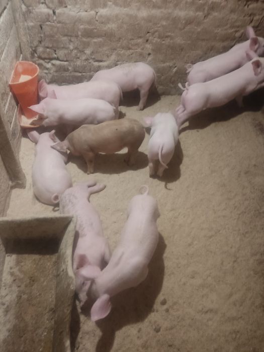 Продаю малих поросят,трьох породка,доставка