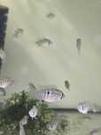 Blue Acara com (+-3cm)