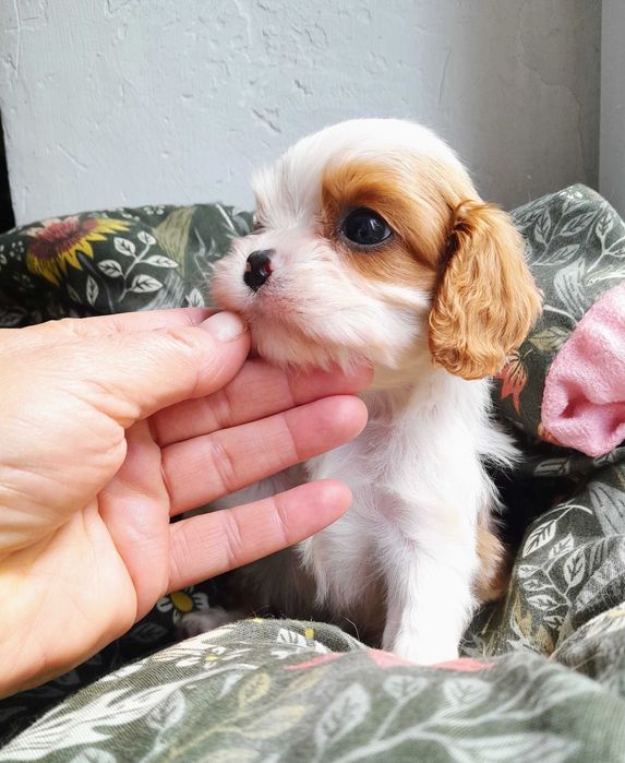 Cavalier King Charles Spaniel  ZKwP FCI malutki piesek MACZEK