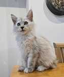 Nati srebrzysta Maine coon do odbioru