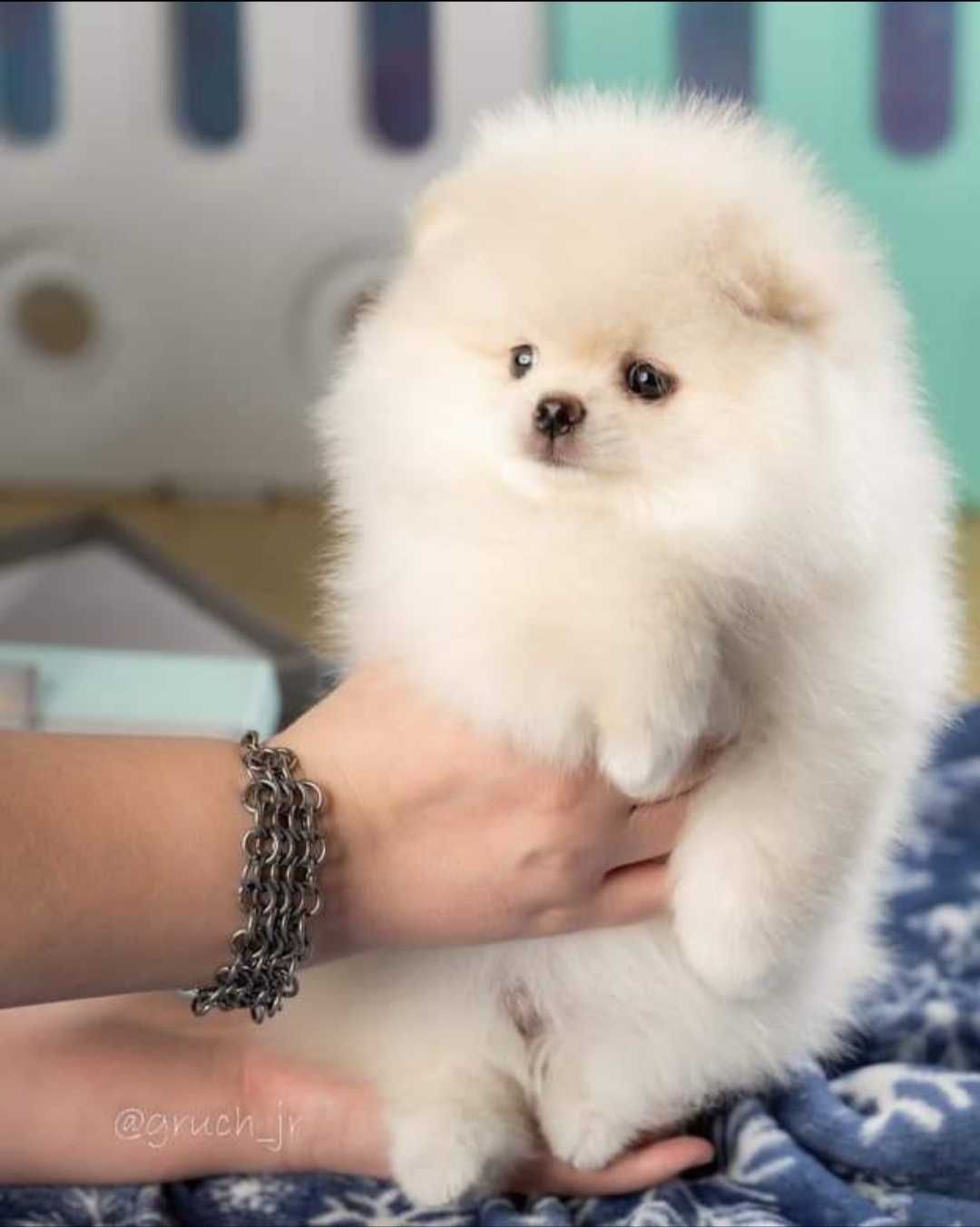 Szpic miniaturowy pomeranian xs