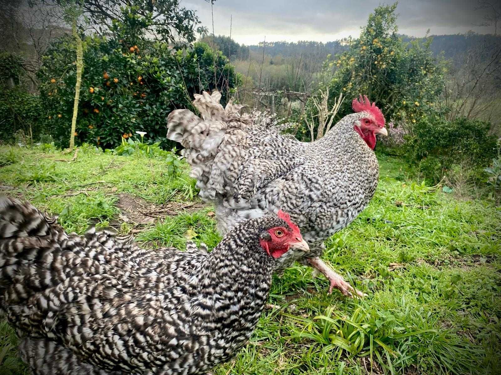 Ovos galados de galinhas Malines