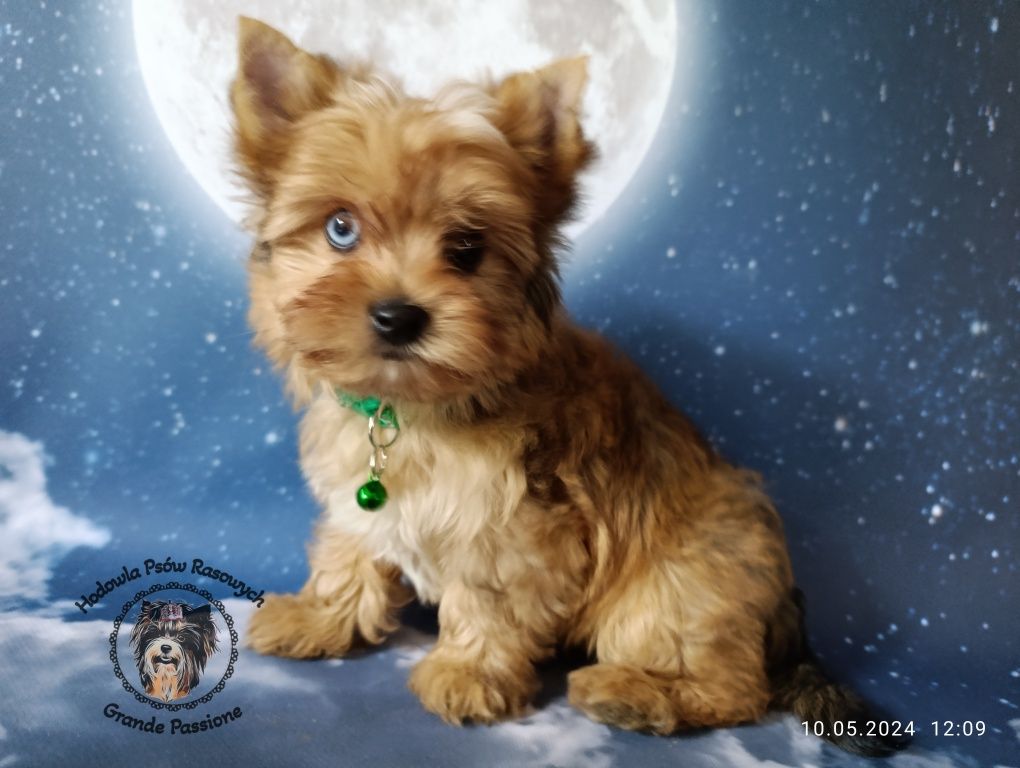 York, yorkshire terrier red merle, niebieskie oko