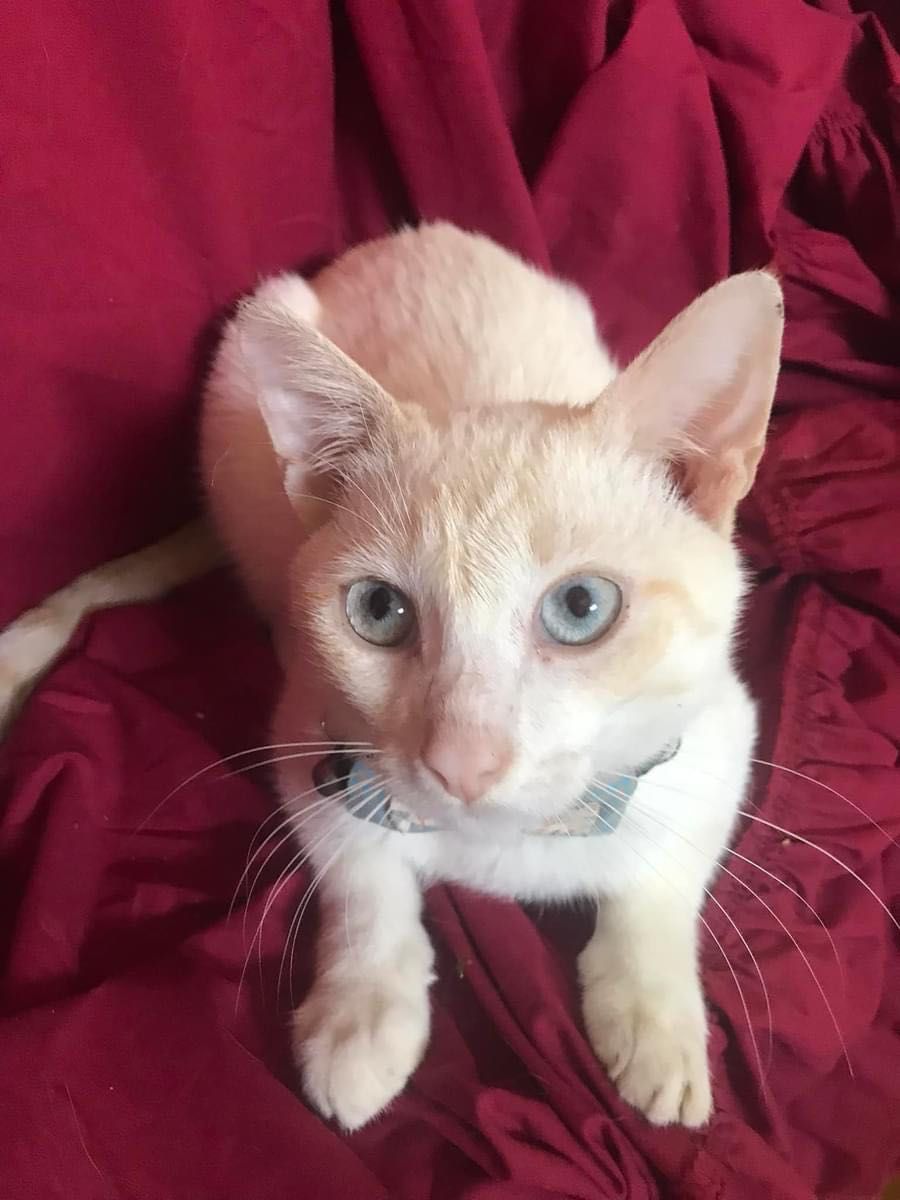 Вакцинований котик