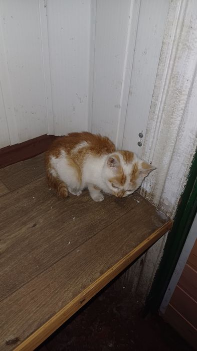 Віддам котенятко в добрі руки.