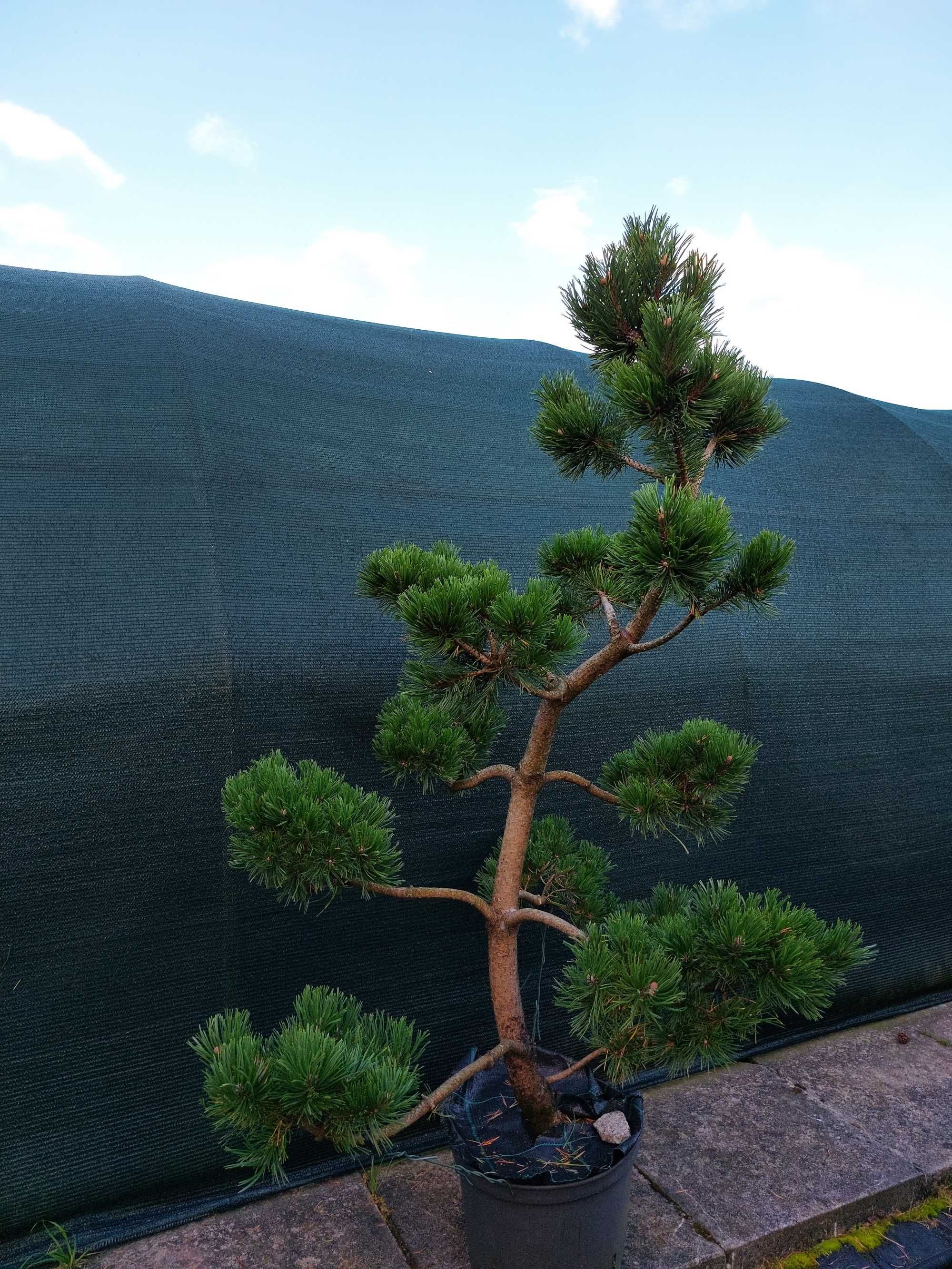 Niwaki, bonsai, sosna szczepiona, Szkółka krzewów ozdobnych