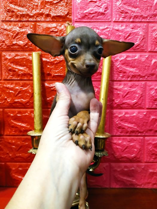 Девочки разных размеров,отЧемпионов. 3мес 10дн. Док.КСУ,чип,привита