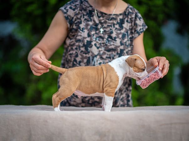 Amstaff piękny chłopak