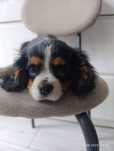 Ostatnie pieski!! Cavalier King Charles Spaniel