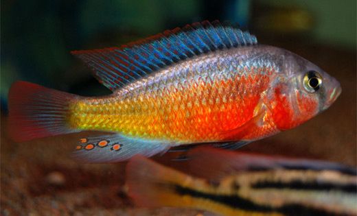 Дельфін блакитний Cyrtocara moorii Малаві Цихлиди Акваріумні рибки