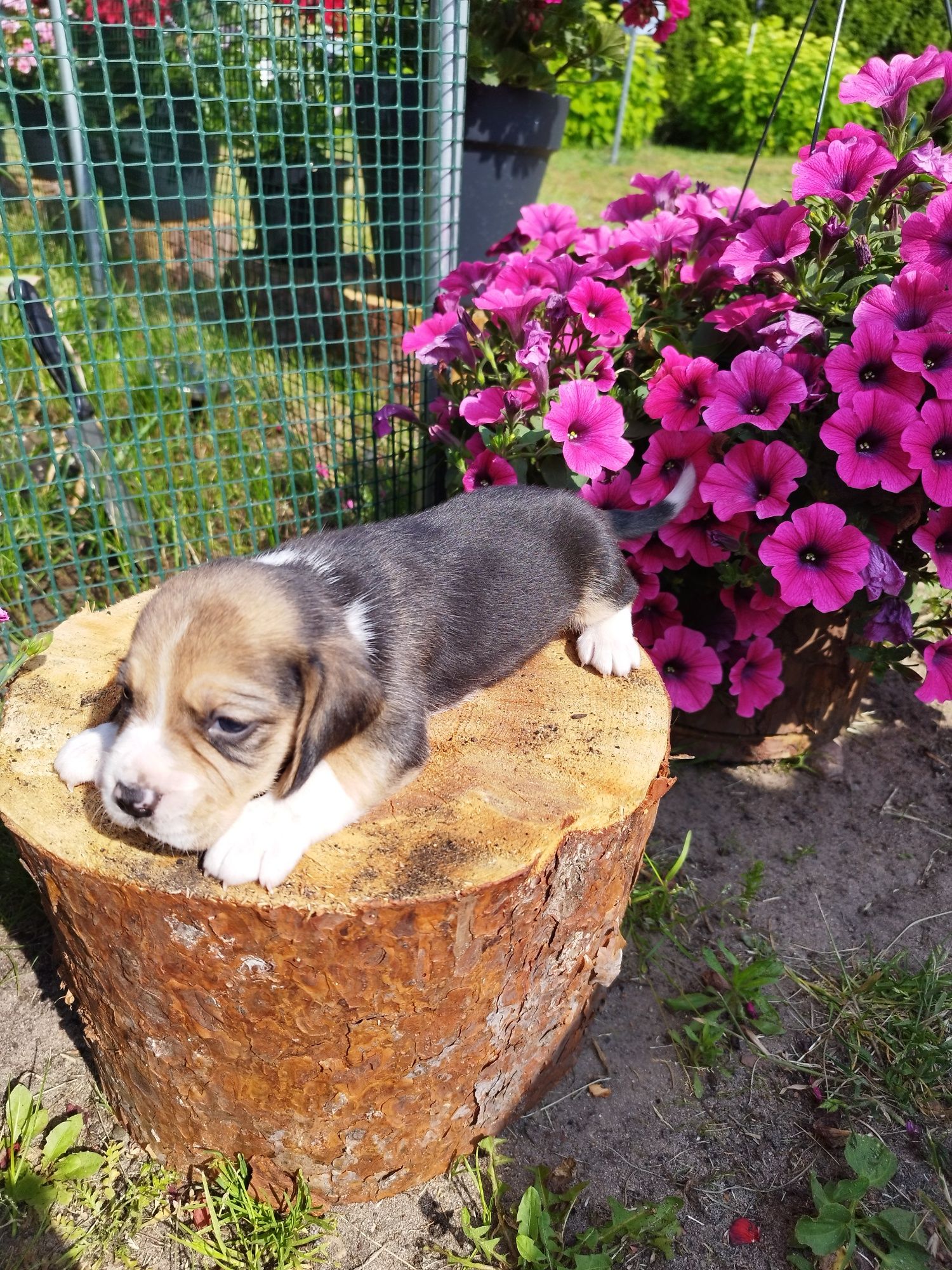 GOTOWY DO ODBIORU Piesek rasy Beagle po rodzicach z ustalonym profilem