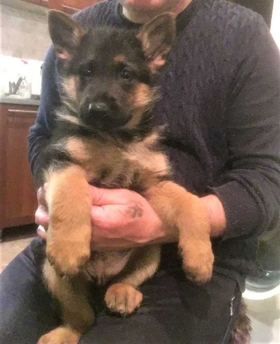 Крупні, породні цуценята німецької вівчарки від робочих батьків!