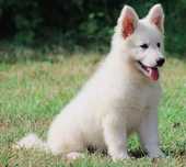 Pastor branco suíço Berger Blanc Suisse