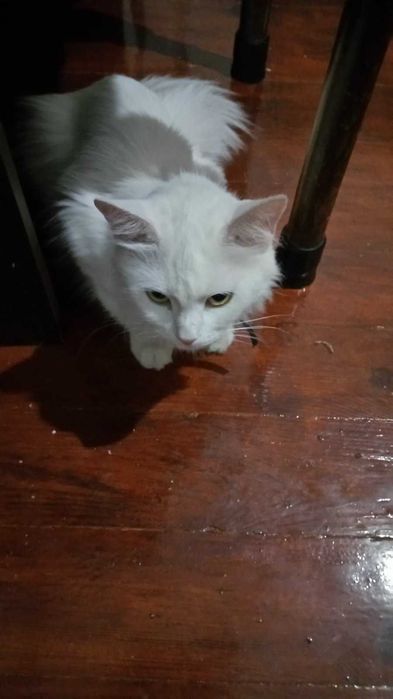 Пропала киця! Васильківська