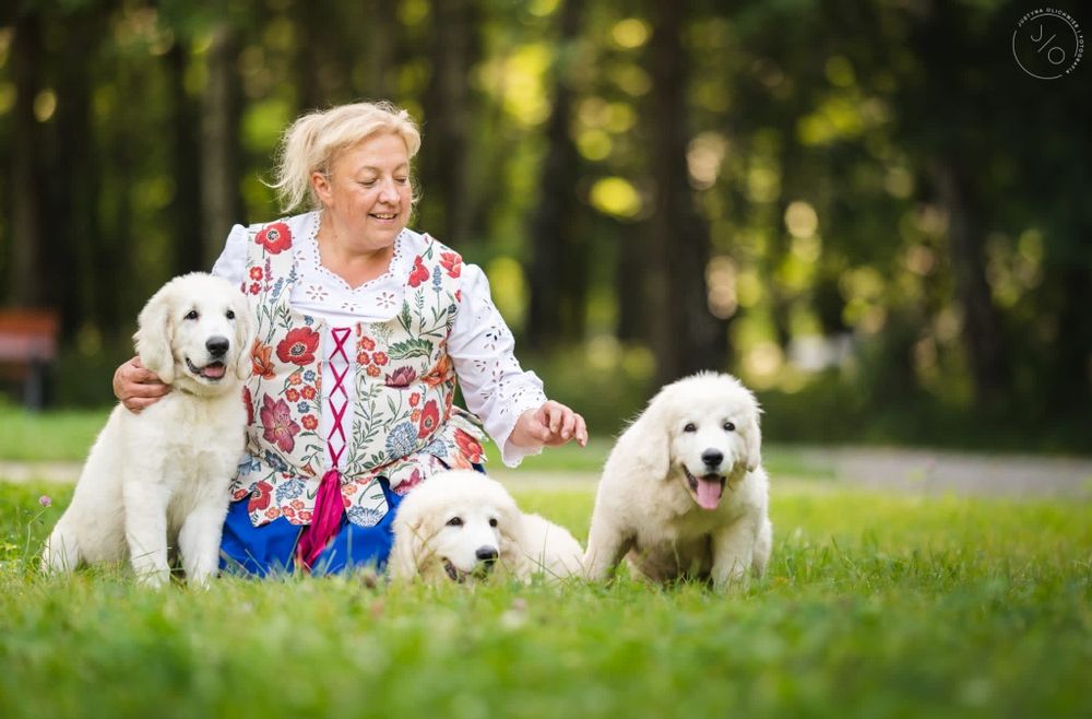 Polski owczarek podhalański