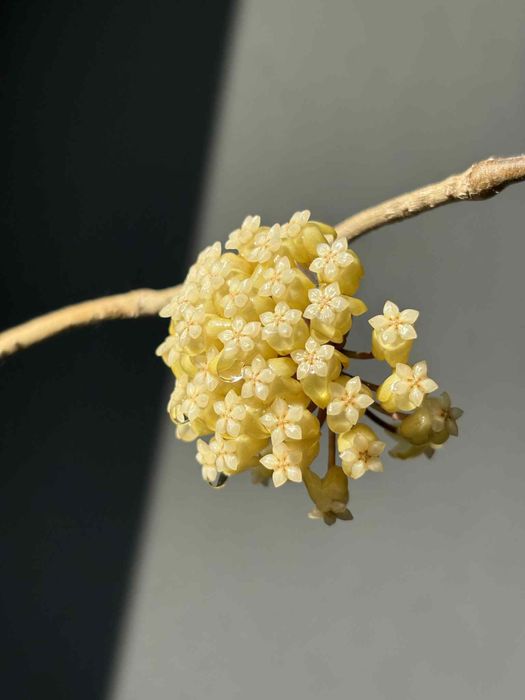 Hoja hoya Meredithii Giant