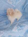 Sptz alemão (Lulu da Pomerânia) macho